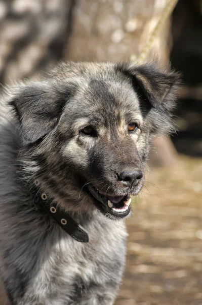 用皮带拴着的大灰狗杂交品种高加索牧羊犬 — 图库照片