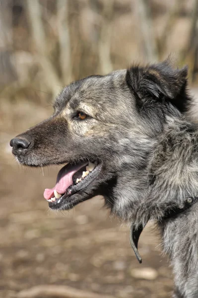 Grote Grijze Hond Kruising Kaukasische Herder Aan Een Riem — Stockfoto
