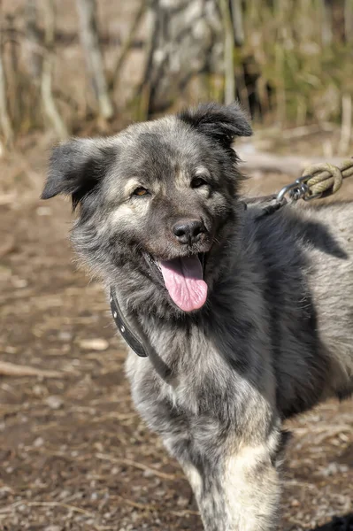 Stor Grå Hund Korsning Kaukasiska Herde Koppel — Stockfoto