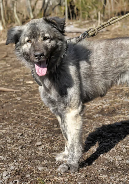 Stor Grå Hund Korsning Kaukasiska Herde Koppel — Stockfoto