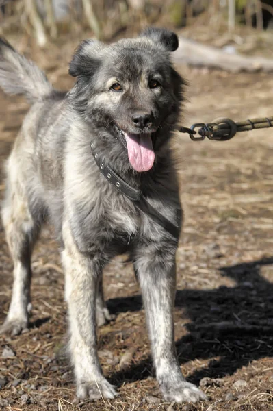 大きな灰色の犬が紐の上に白人羊飼いを交配し — ストック写真