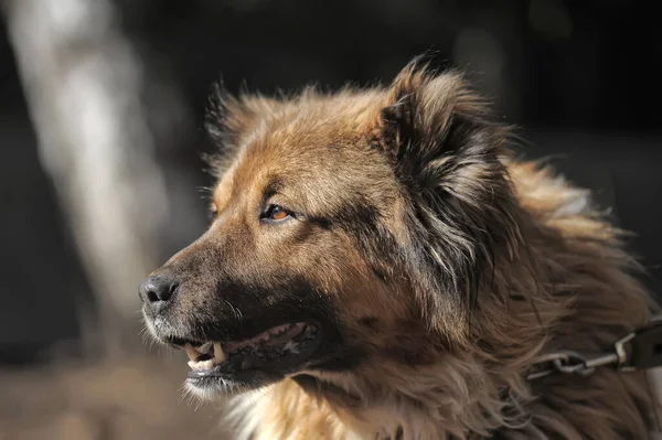 Alter Rot Weißer Kaukasischer Schäferhund Der Leine — Stockfoto