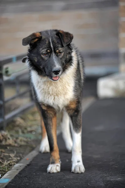 Drôle Grand Noir Avec Blanc Rouge Chien Bâtard — Photo