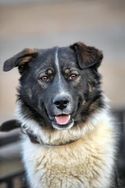 Смішний Великий Чорний Білою Червоною Собакою Монгела — стокове фото