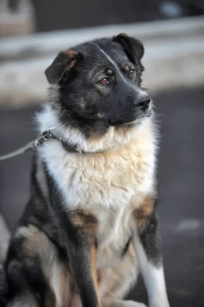 Lustiger Großer Schwarzer Hund Mit Weißem Und Rotem Mischling — Stockfoto