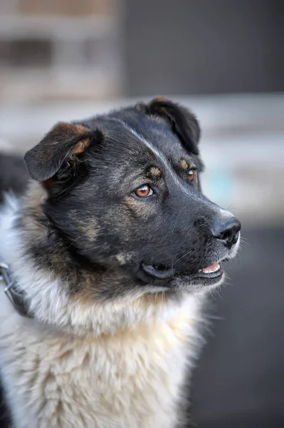 Komik Büyük Siyah Beyaz Kırmızı Köpek Melezi — Stok fotoğraf