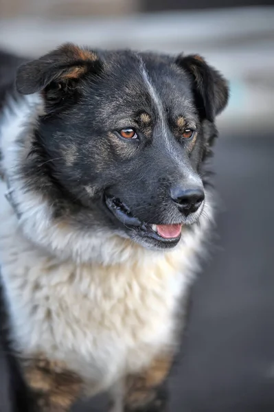 Engraçado Grande Preto Com Branco Vermelho Cão Mgrel — Fotografia de Stock