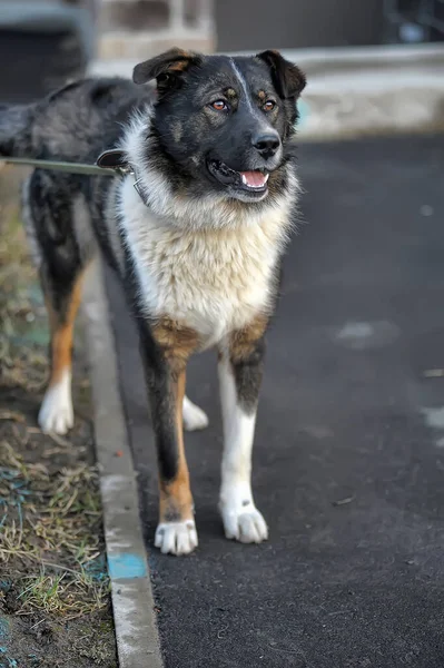 Divertido Grande Negro Con Blanco Rojo Perro Mestizo — Foto de Stock