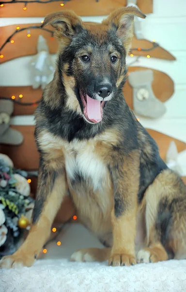 Castanho Engraçado Com Cão Rafeiro Preto Estúdio — Fotografia de Stock