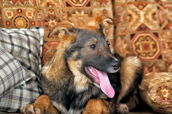 Marron Drôle Avec Chien Bâtard Noir Studio — Photo