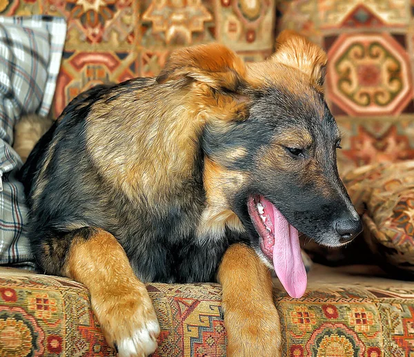 スタジオで黒いモングレルの犬と面白い茶色 — ストック写真