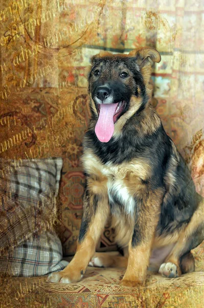 Смішний Коричневий Чорною Монгольською Собакою Студії — стокове фото