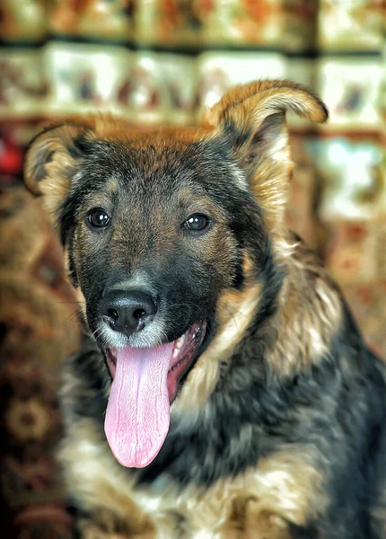 Castanho Engraçado Com Cão Rafeiro Preto Estúdio — Fotografia de Stock