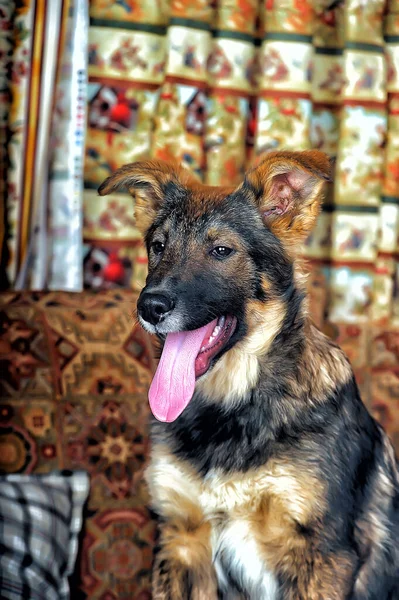 Lucu Coklat Dengan Anjing Hitam Mongrel Studio — Stok Foto