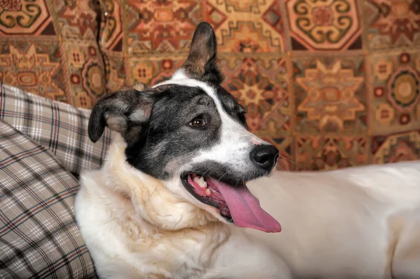 Lustiger Schwarzer Und Grauer Mischlingshund — Stockfoto