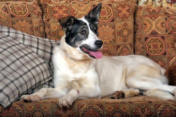 Lustiger Schwarzer Und Grauer Mischlingshund — Stockfoto