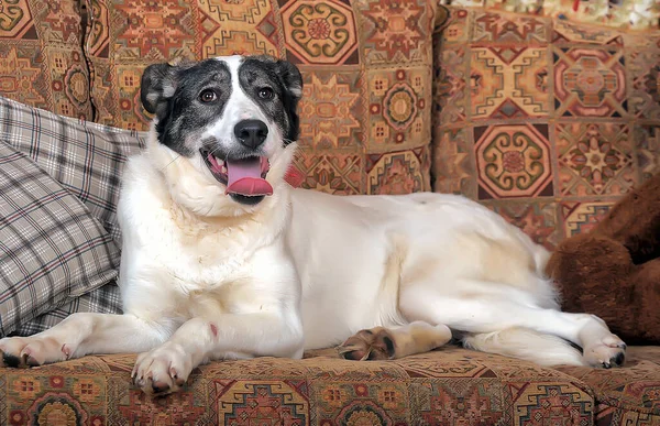 Lustiger Schwarzer Und Grauer Mischlingshund — Stockfoto