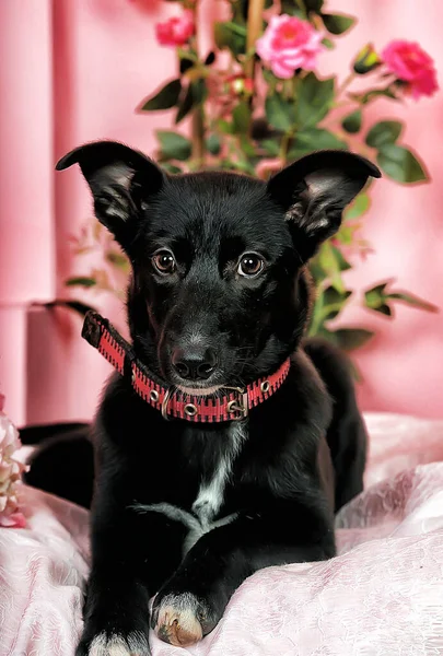 Piccolo Divertente Nero Con Cucciolo Bianco — Foto Stock