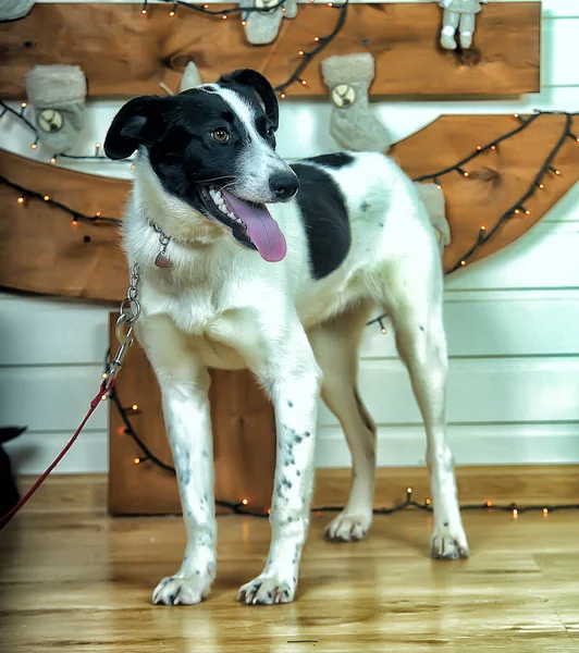 Lustiger Schwarzer Und Grauer Mischlingshund — Stockfoto