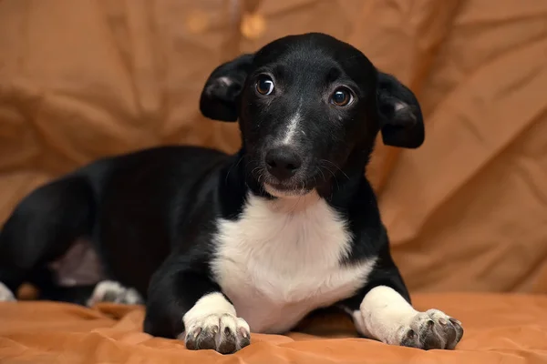 Poco Divertido Marrón Con Cachorro Blanco Sobre Fondo Marrón — Foto de Stock