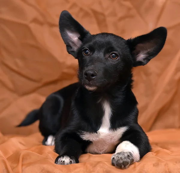 Poco Divertido Marrón Con Cachorro Blanco Sobre Fondo Marrón — Foto de Stock