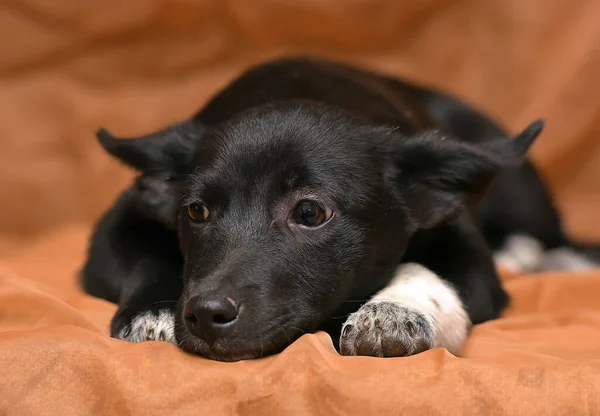 Little Funny Brown White Puppy Brown Background — Stock Photo, Image