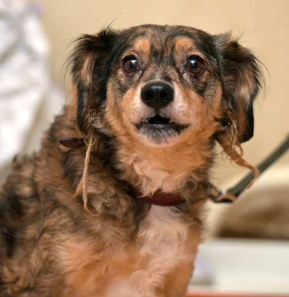 Poco Divertido Perro Perro Perro Marrón — Foto de Stock