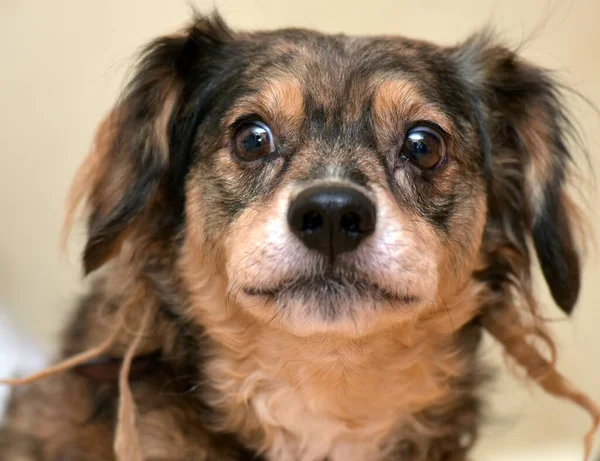 Kleiner Lustiger Brauner Puschelhund — Stockfoto