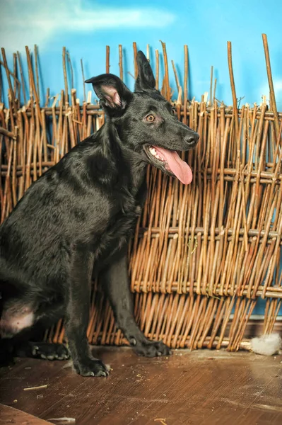 Cane Randagio Nero Studio Foto — Foto Stock