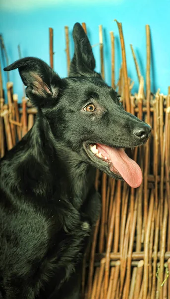 Black Mongrel Dog Studio Photo — Stock Photo, Image