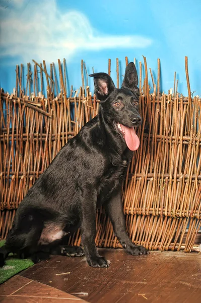 スタジオの写真の黒いモングレルの犬は — ストック写真