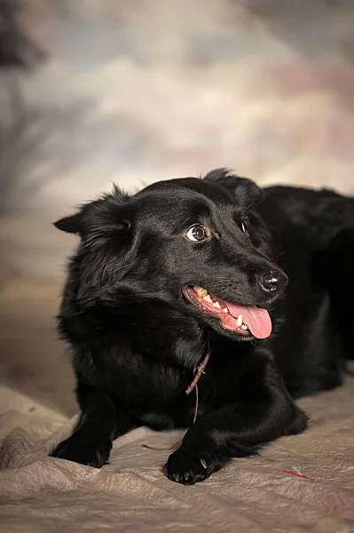 摄影棚照片中的黑色杂种狗 — 图库照片