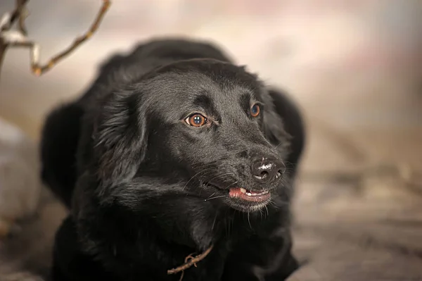 Stüdyo Fotoğrafındaki Siyah Köpek — Stok fotoğraf