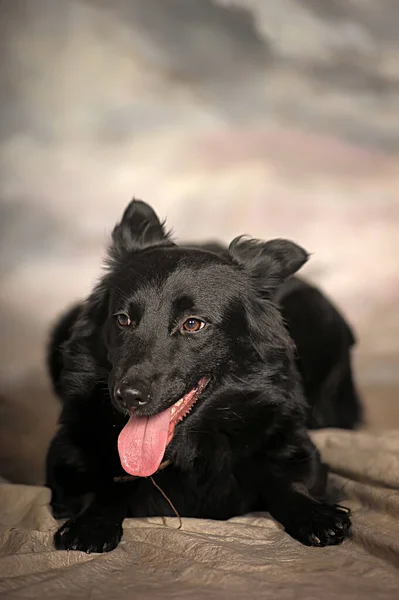 摄影棚照片中的黑色杂种狗 — 图库照片