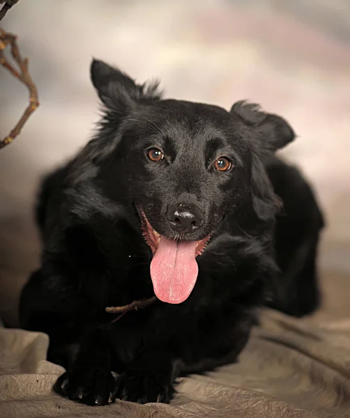 Cane Randagio Nero Studio Foto — Foto Stock