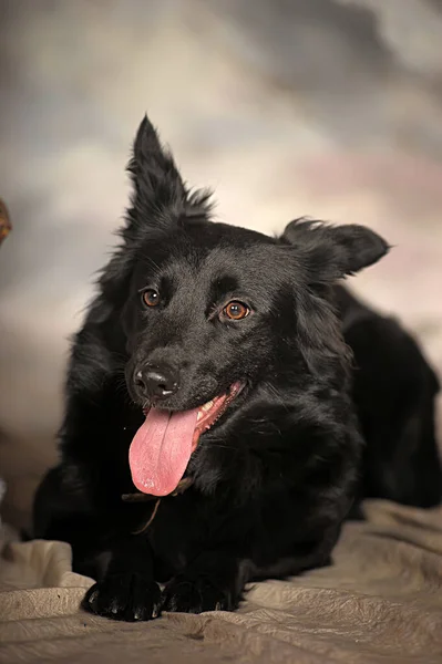 Noir Chien Bâtard Dans Studio Photo — Photo