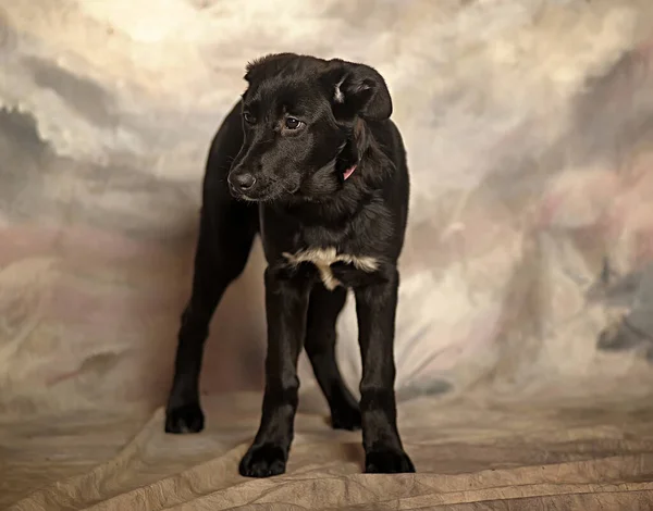 Noir Chien Bâtard Dans Studio Photo — Photo