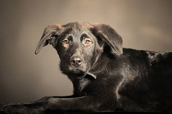 Svart Blandras Hund Studion Foto — Stockfoto