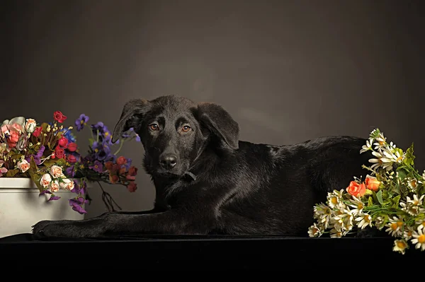 Perro Mestizo Negro Estudio Con Flores Sobre Fondo Oscuro —  Fotos de Stock