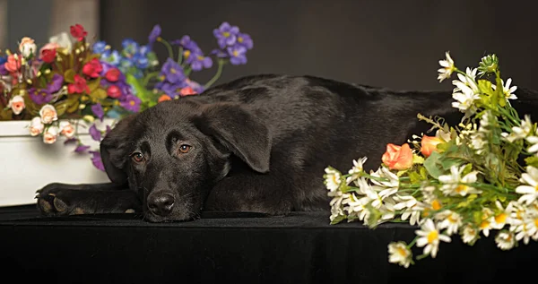 Perro Mestizo Negro Estudio Con Flores Sobre Fondo Oscuro —  Fotos de Stock