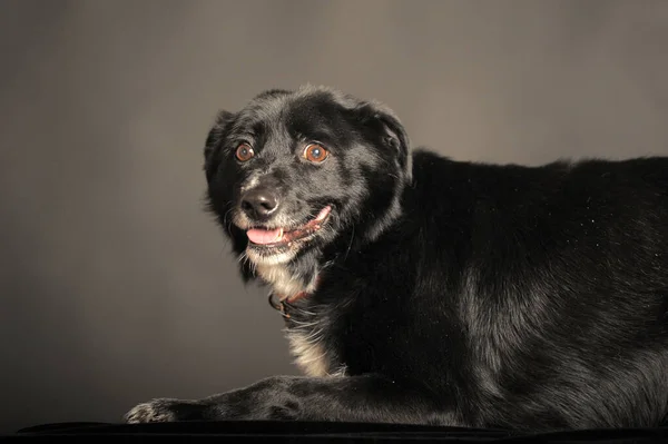 Viejo Perro Mestizo Negro Estudio Sobre Fondo Oscuro — Foto de Stock