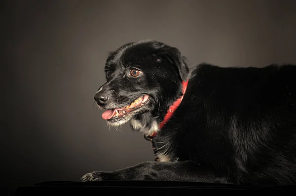 Gammal Svart Blandras Hund Studion Mörk Bakgrund — Stockfoto