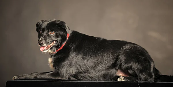 Gammal Svart Blandras Hund Studion Mörk Bakgrund — Stockfoto