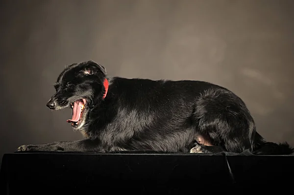 黑暗背景下的老黑杂种狗在工作室里 — 图库照片
