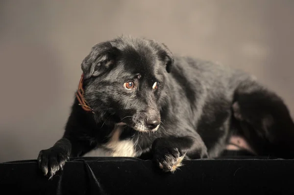 Viejo Perro Mestizo Negro Estudio Sobre Fondo Oscuro — Foto de Stock