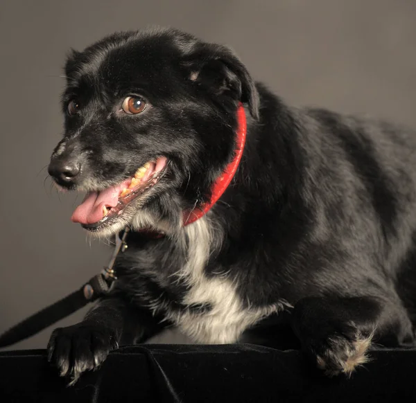 Viejo Perro Mestizo Negro Estudio Sobre Fondo Oscuro —  Fotos de Stock