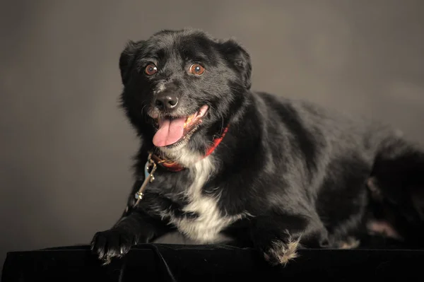 Viejo Perro Mestizo Negro Estudio Sobre Fondo Oscuro — Foto de Stock