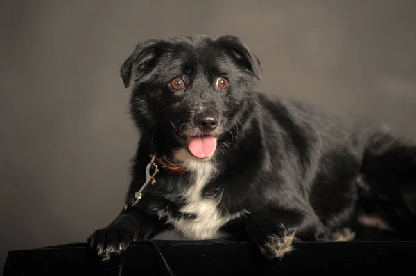 Viejo Perro Mestizo Negro Estudio Sobre Fondo Oscuro —  Fotos de Stock