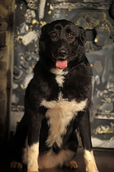 Grote Oude Zwarte Bastaard Hond Studio — Stockfoto
