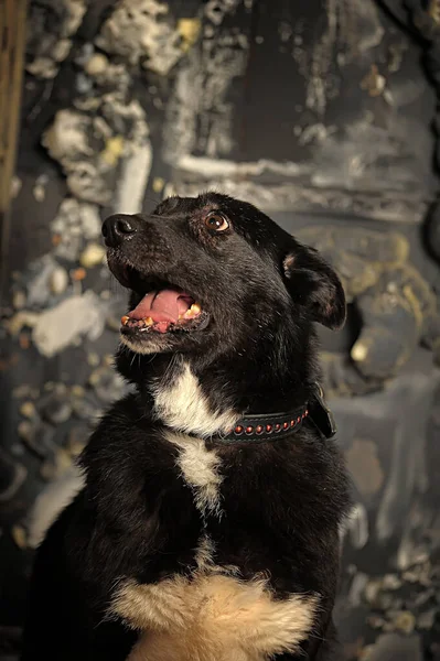 Large Old Black Mongrel Dog Studio — Stock Photo, Image